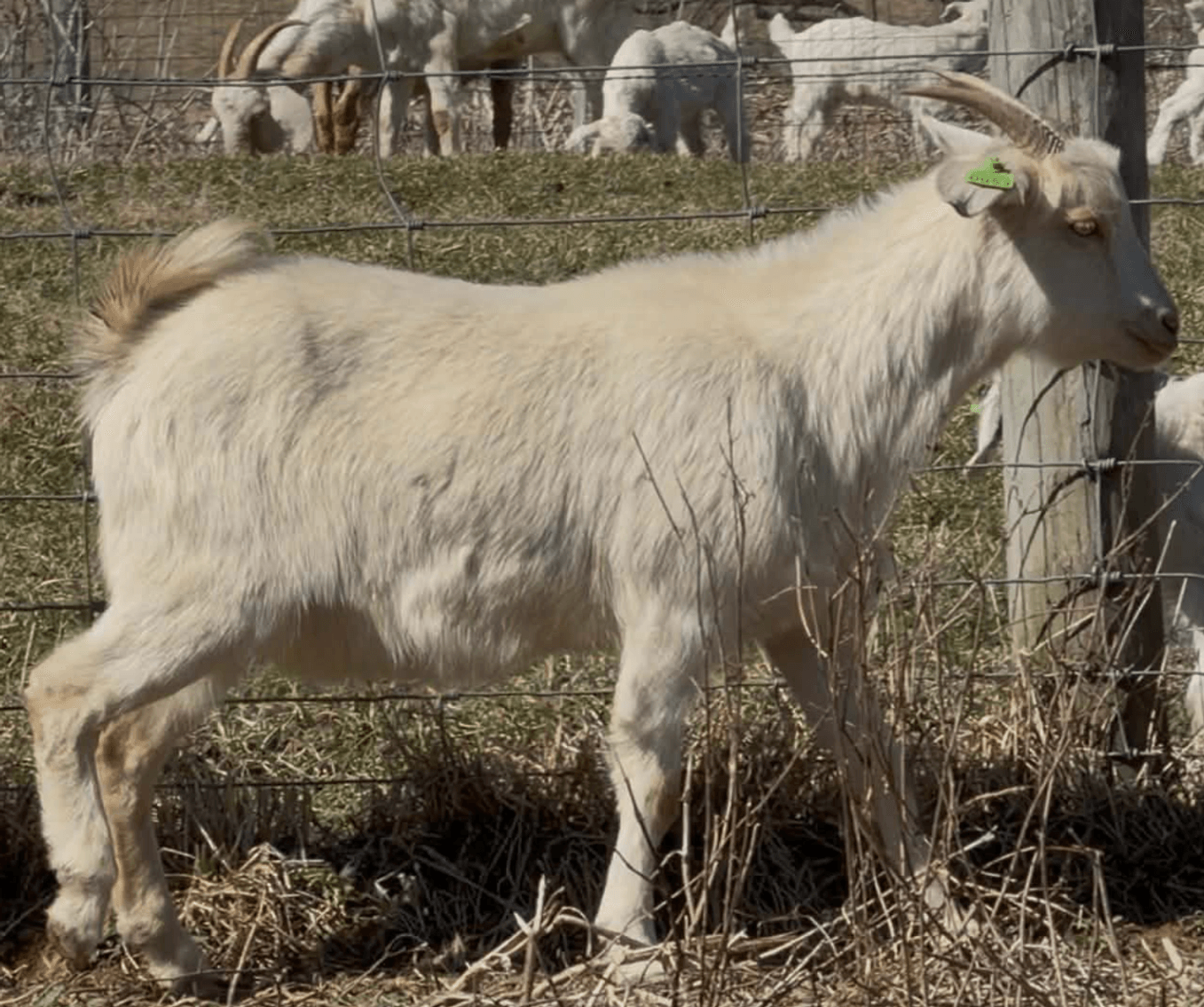 Image for 2026 | Cabin Fever Kiko Sale