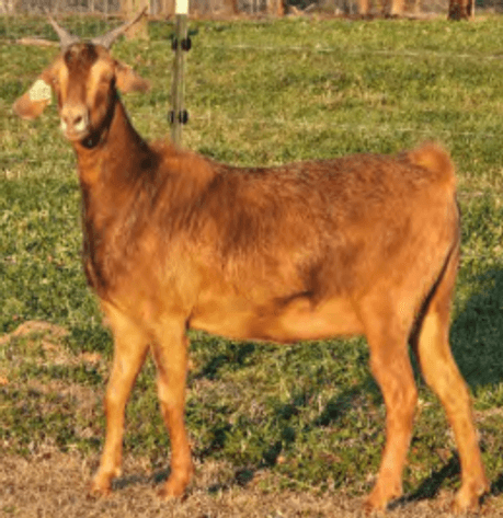 Image for 2026 | SEKGA Sale