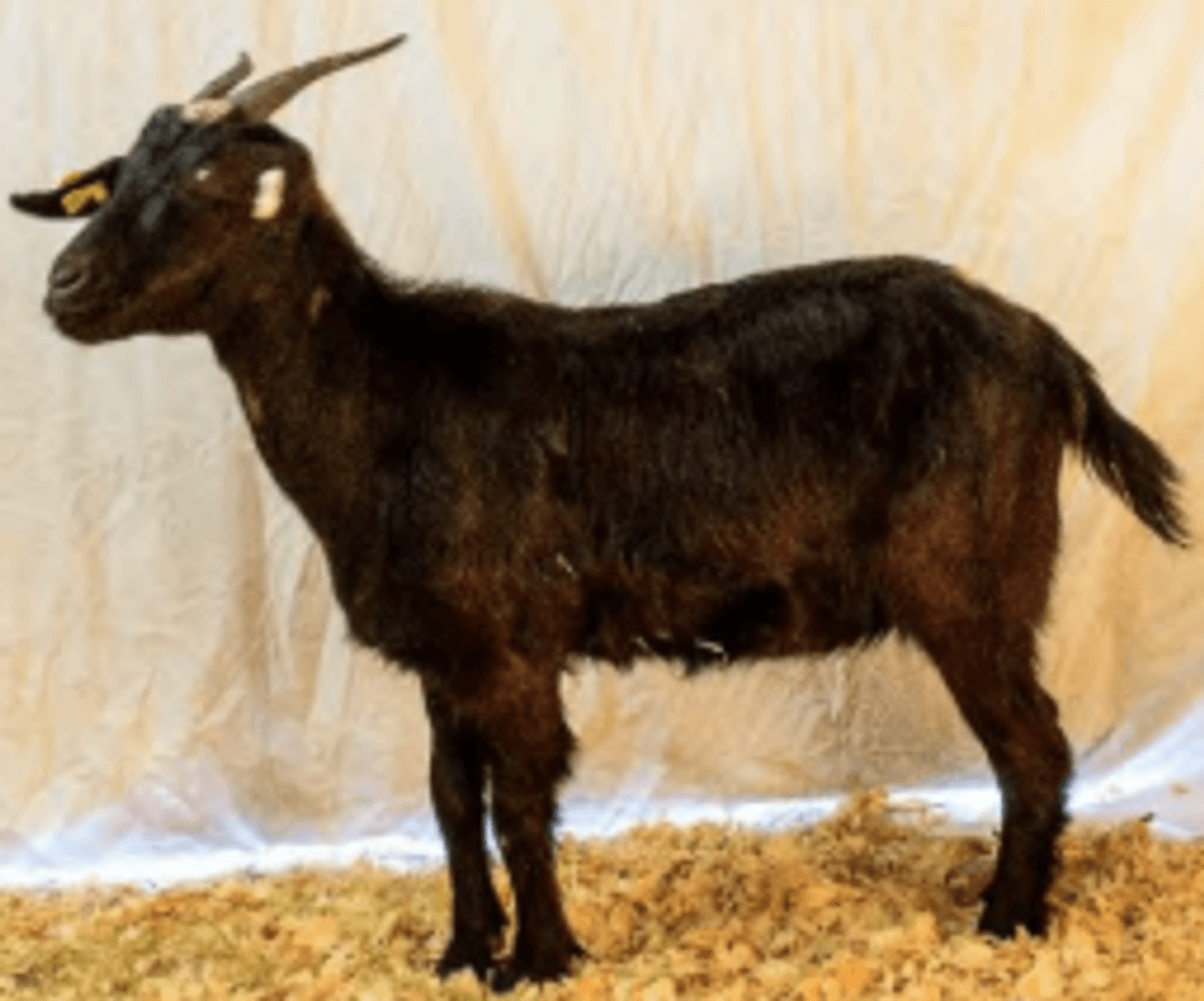 Image for 2026 | SEKGA Sale