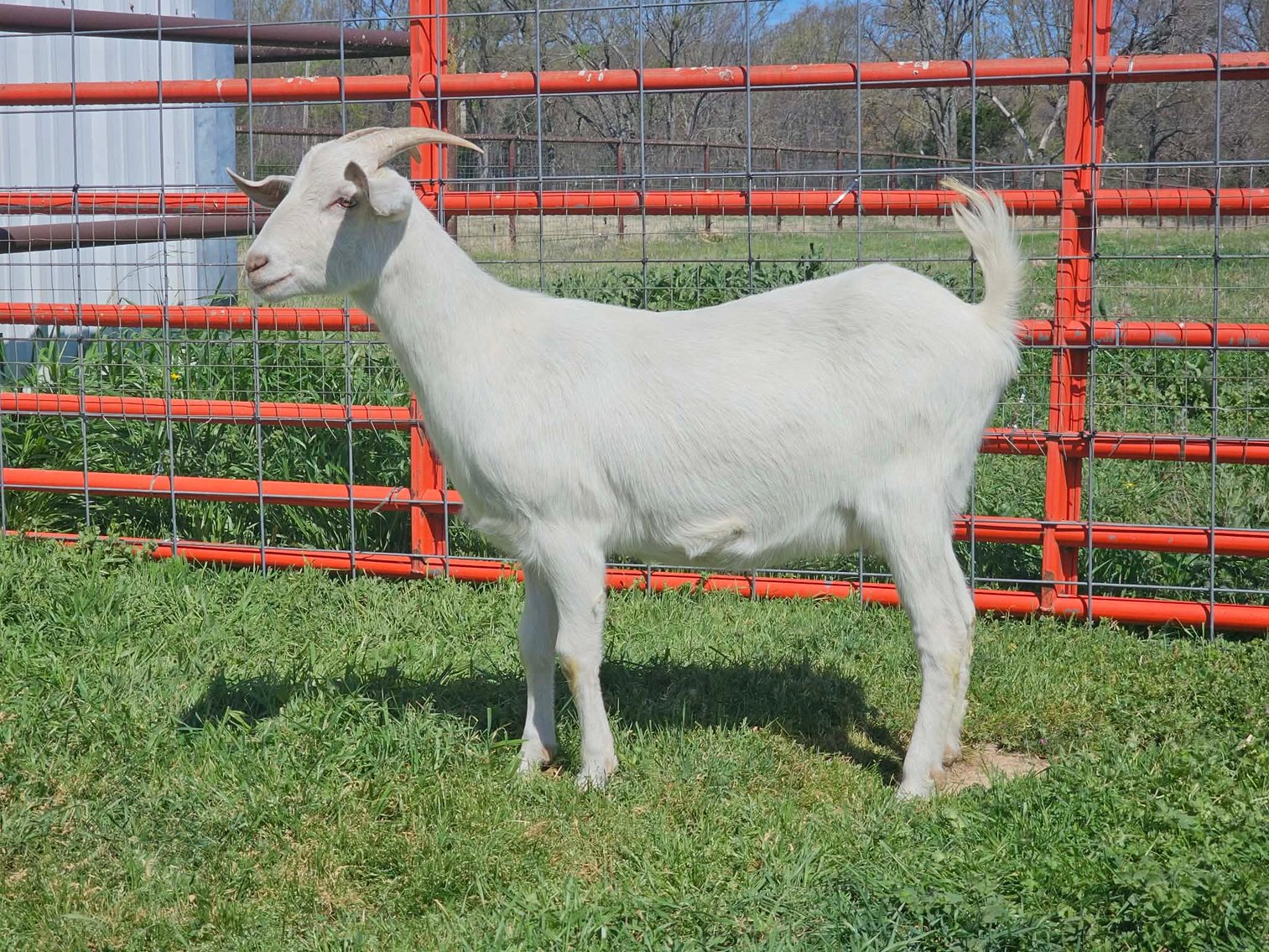 Image for 2026 | New Green Country Invitational