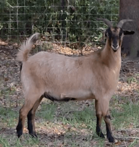 Image for 2026 | New Green Country Invitational