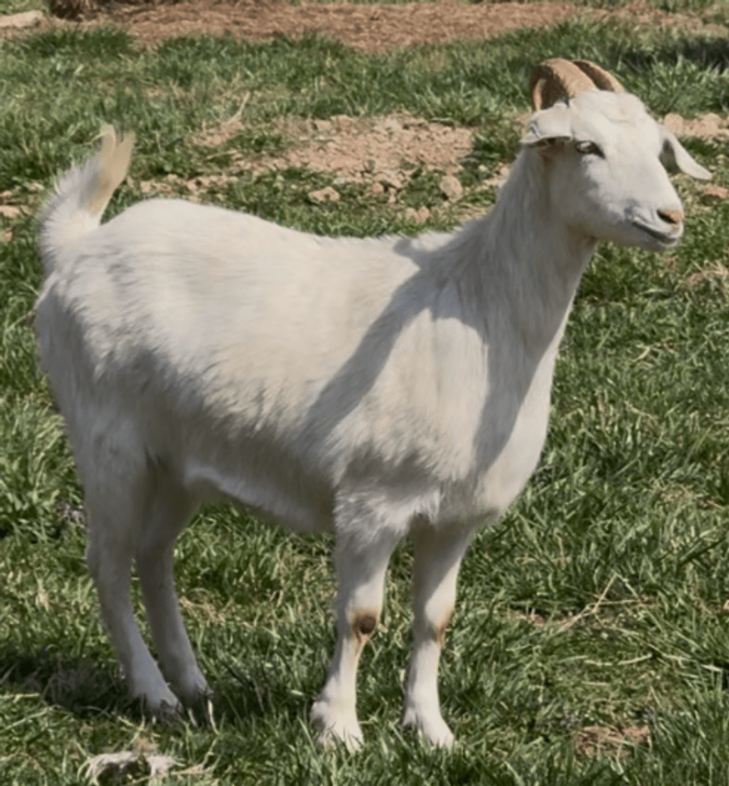 Image for 2026 | New Green Country Invitational