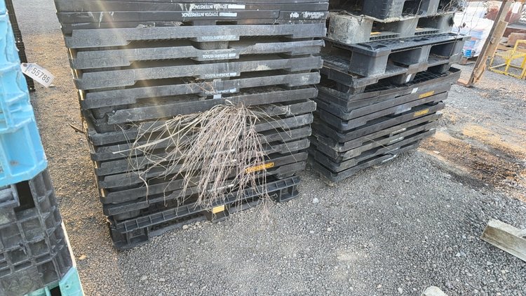 Image for QTY(2) STACK OF PLASTIC PALLETS