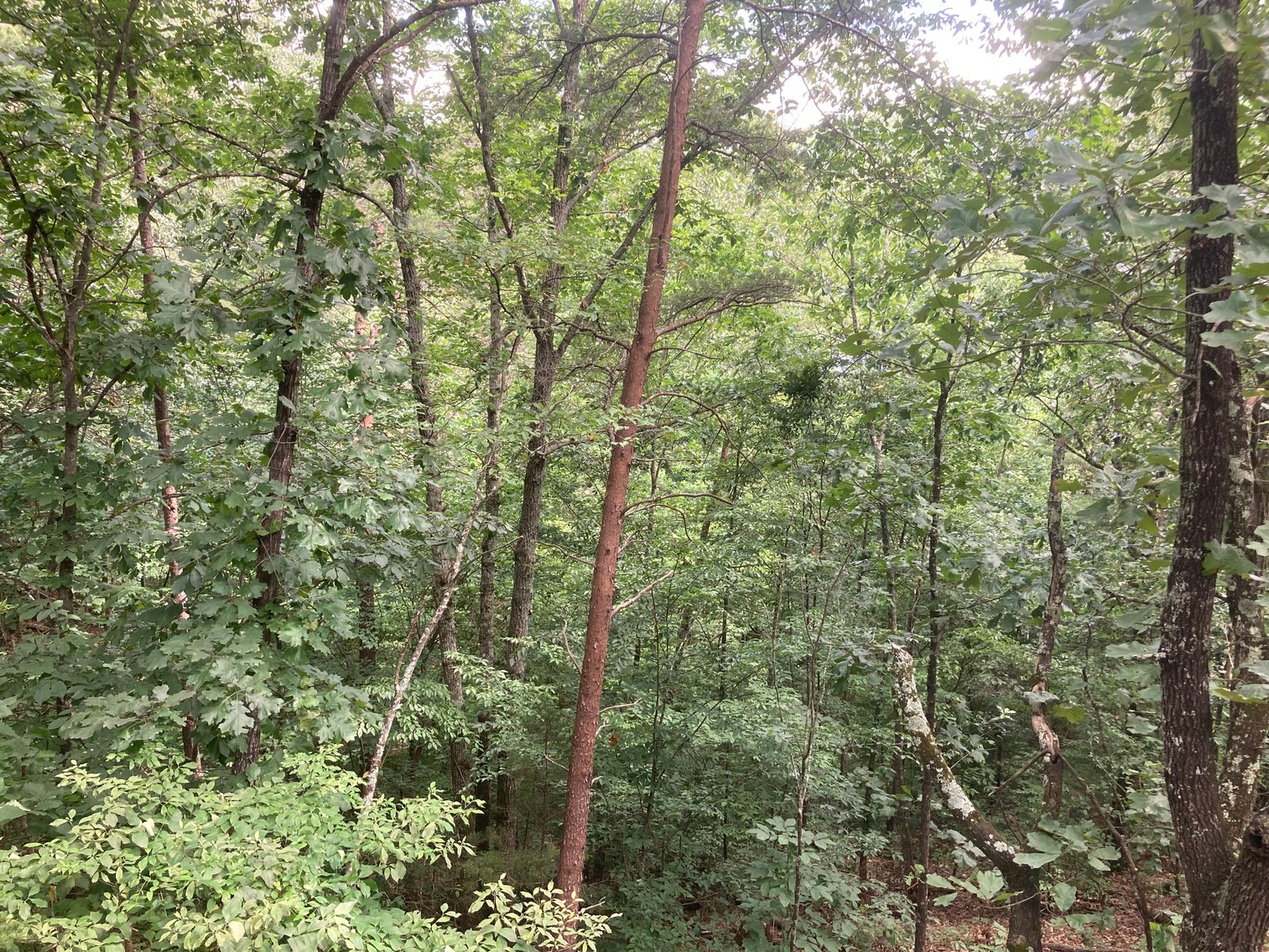 Image for 3264 GOLD DUST RD PIGEON FORGE, TN 37863