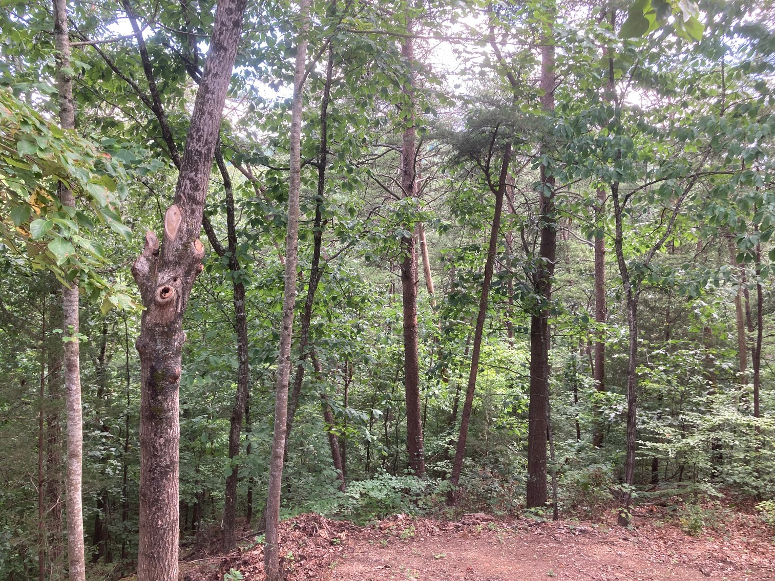 Image for 3264 GOLD DUST RD PIGEON FORGE, TN 37863