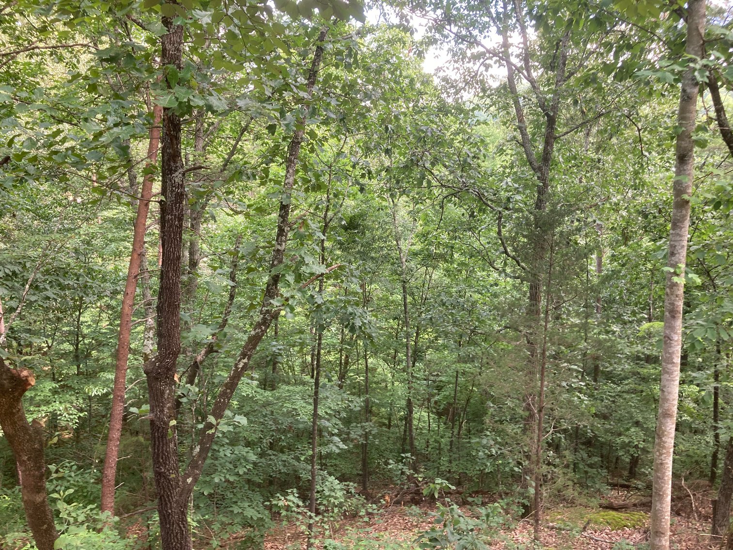 Image for 3264 GOLD DUST RD PIGEON FORGE, TN 37863