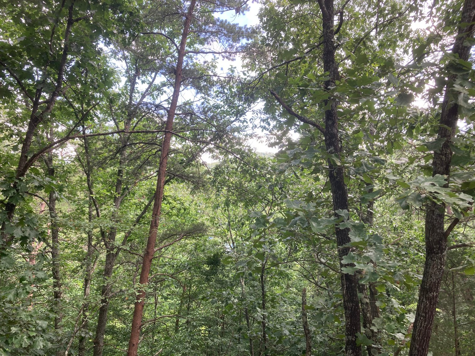 Image for 3264 GOLD DUST RD PIGEON FORGE, TN 37863