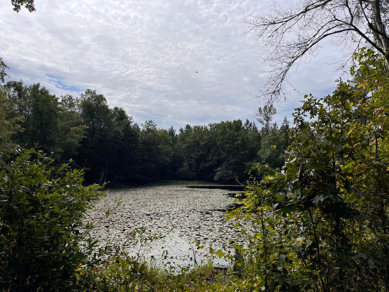 Image for 43 acres in Harnett County with a brick home in an onsite live /online / simulcast auction event!