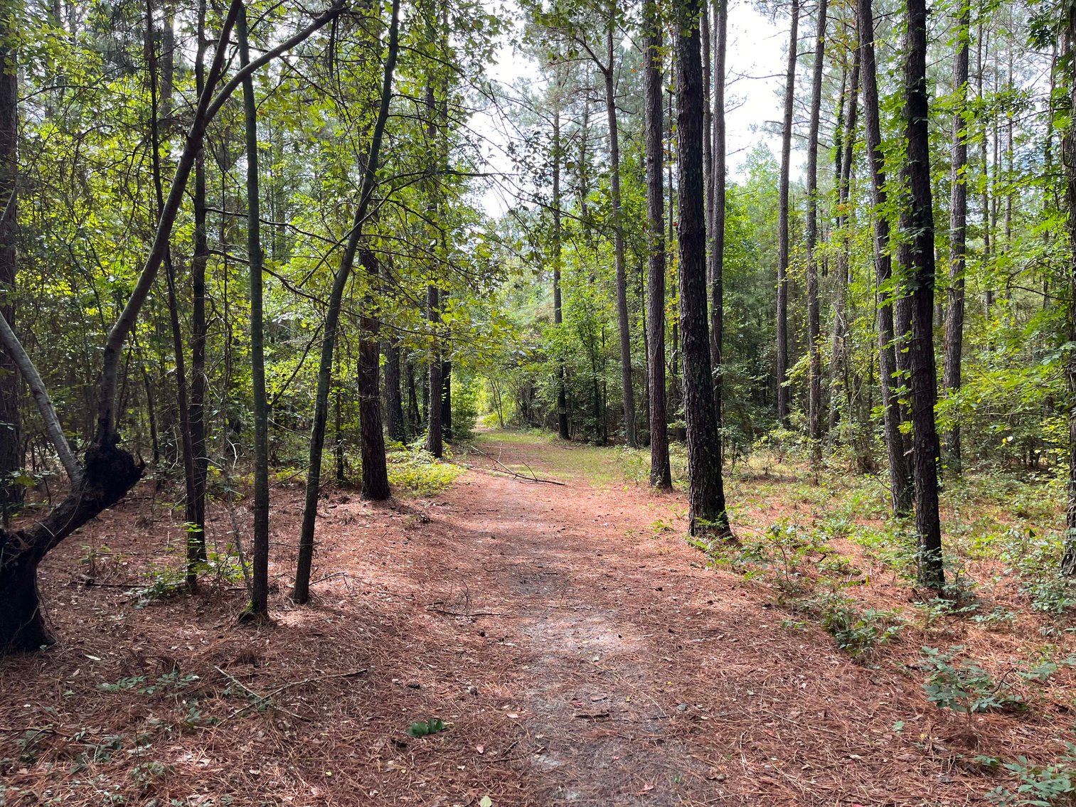 Image for 43 acres in Harnett County with a brick home in an onsite live /online / simulcast auction event!