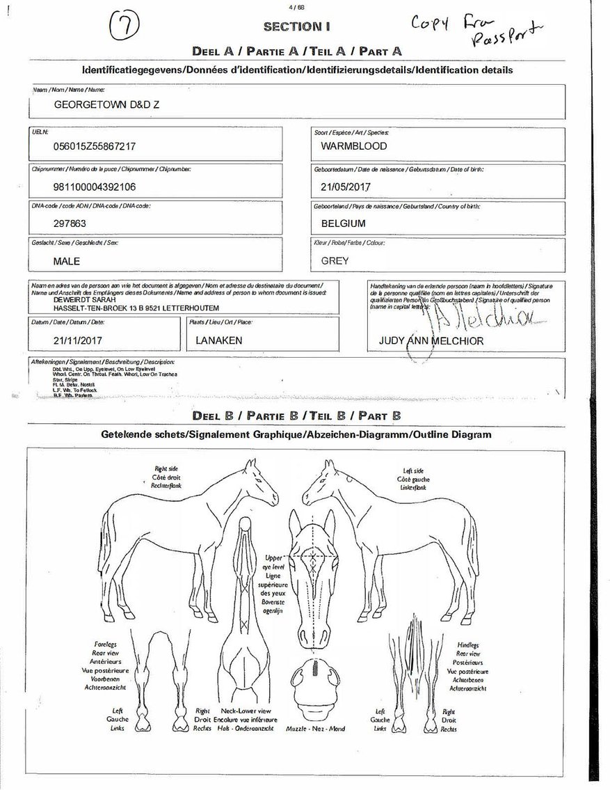 Image for Auction of 7 Horses!