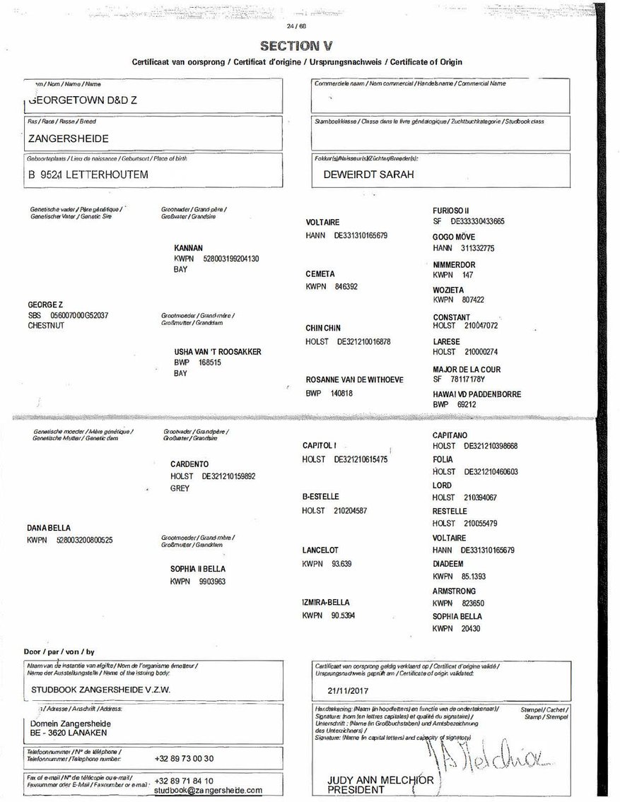 Image for Auction of 7 Horses!