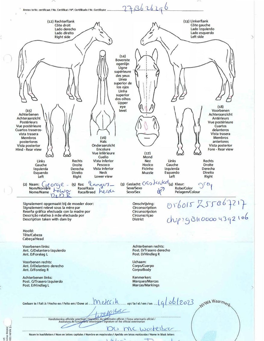 Image for Auction of 7 Horses!