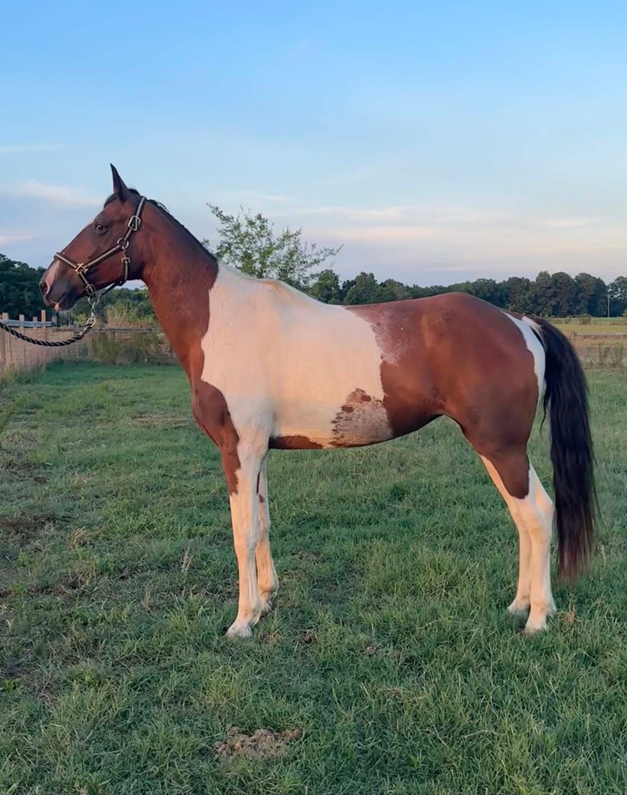 Image for Auction of 7 Horses!