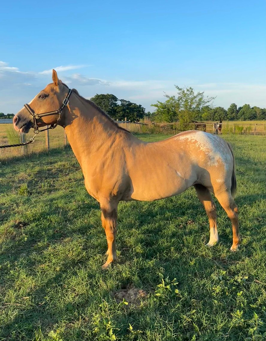 Image for Auction of 7 Horses!