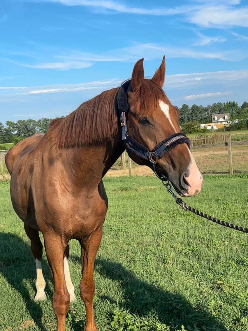 Image for Auction of 7 Horses!