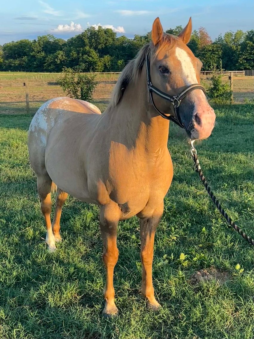 Image for Auction of 7 Horses!