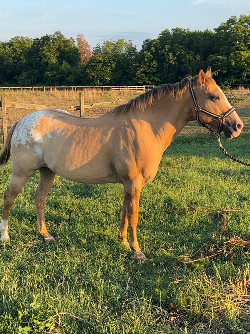 Image for Auction of 7 Horses!