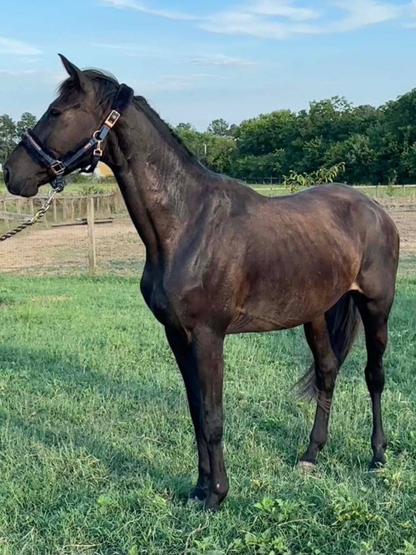 Image for Auction of 7 Horses!