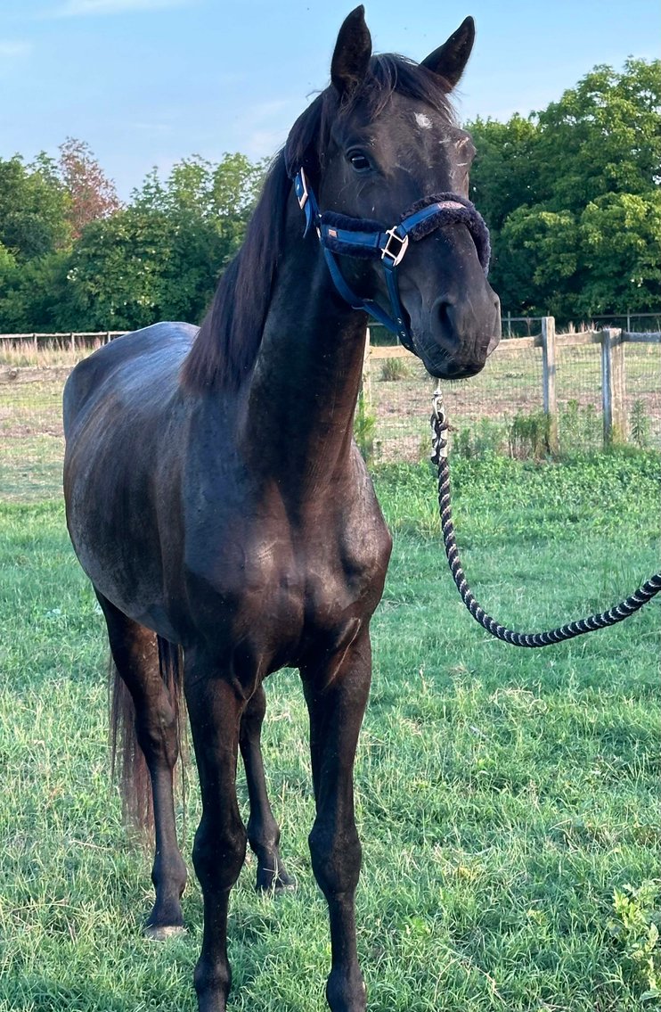 Image for Auction of 7 Horses!