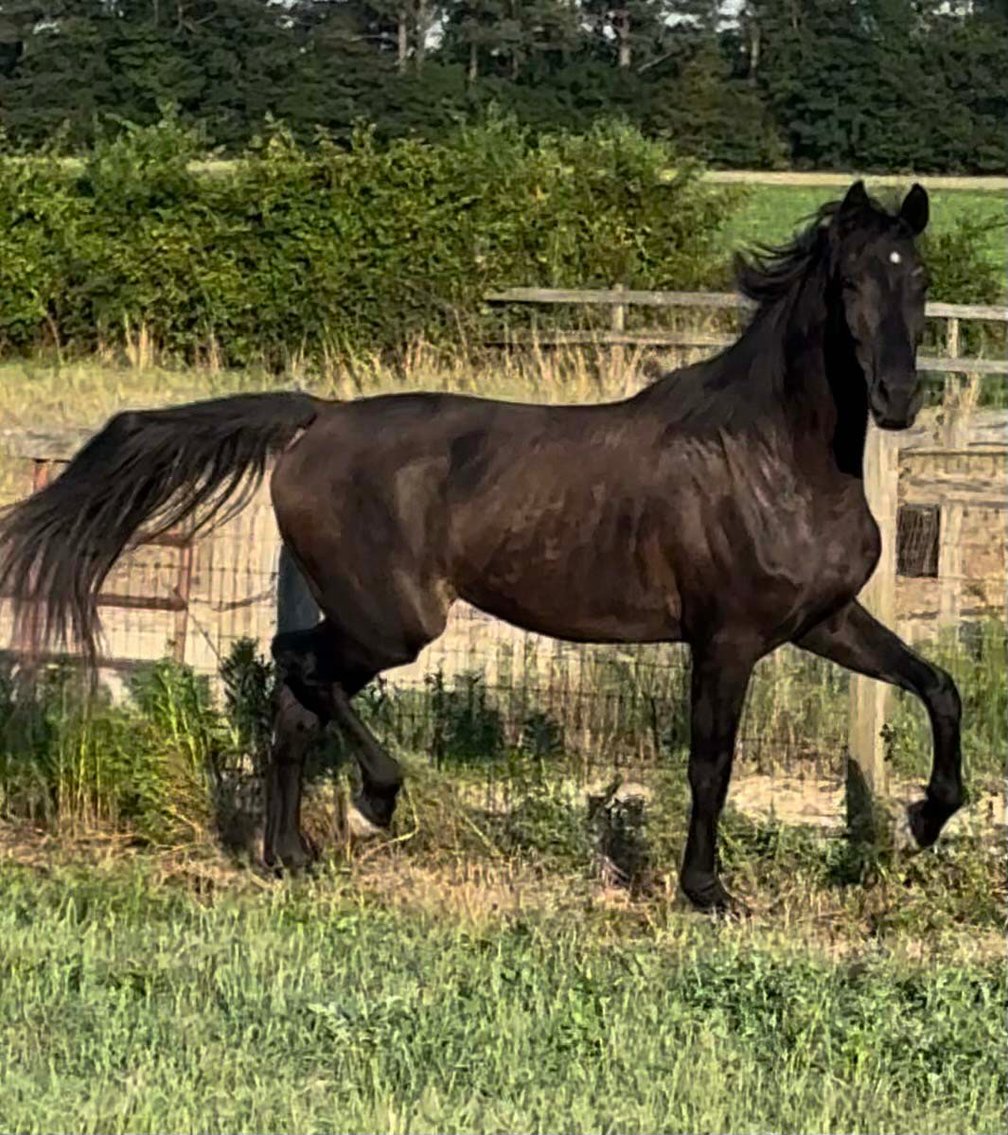 Image for Auction of 7 Horses!