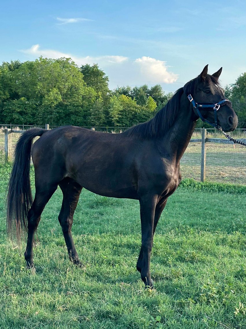 Image for Auction of 7 Horses!