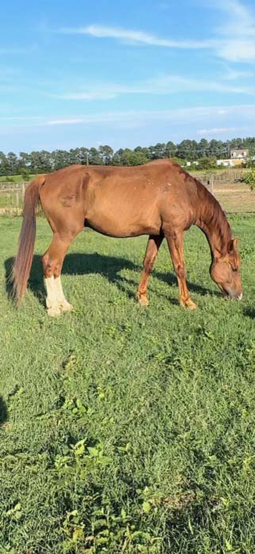 Image for Auction of 7 Horses!