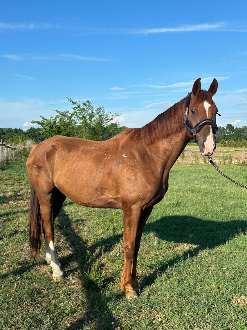 Image for Auction of 7 Horses!