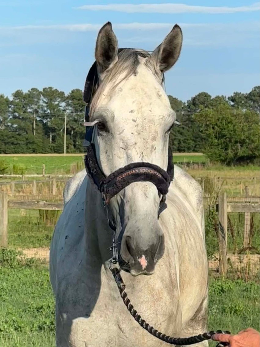 Image for Auction of 7 Horses!