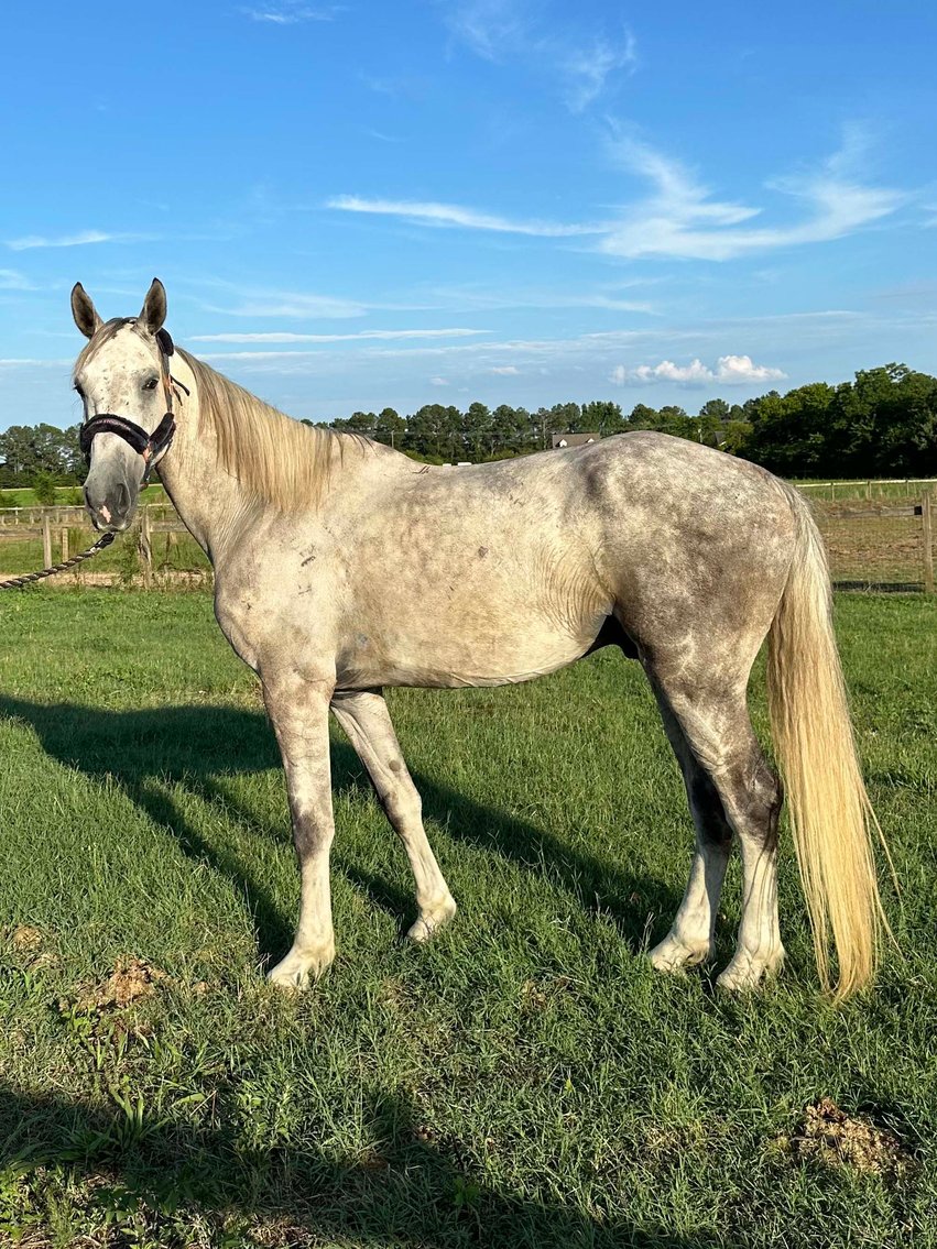 Image for Auction of 7 Horses!