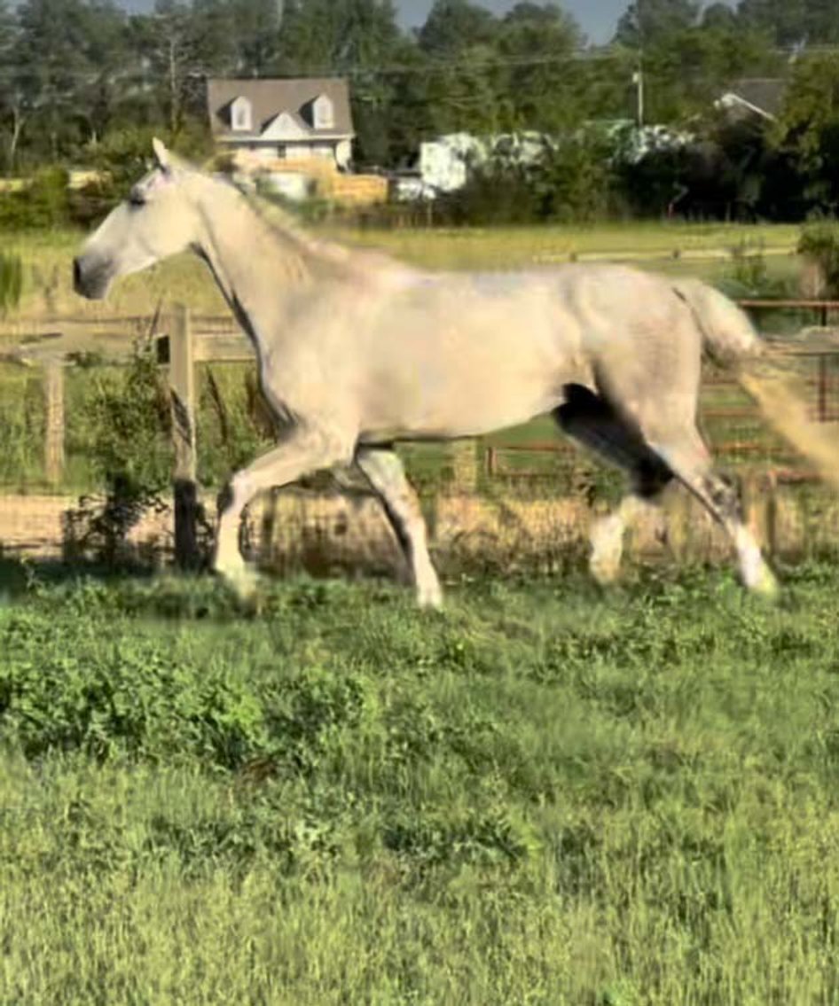 Image for Auction of 7 Horses!