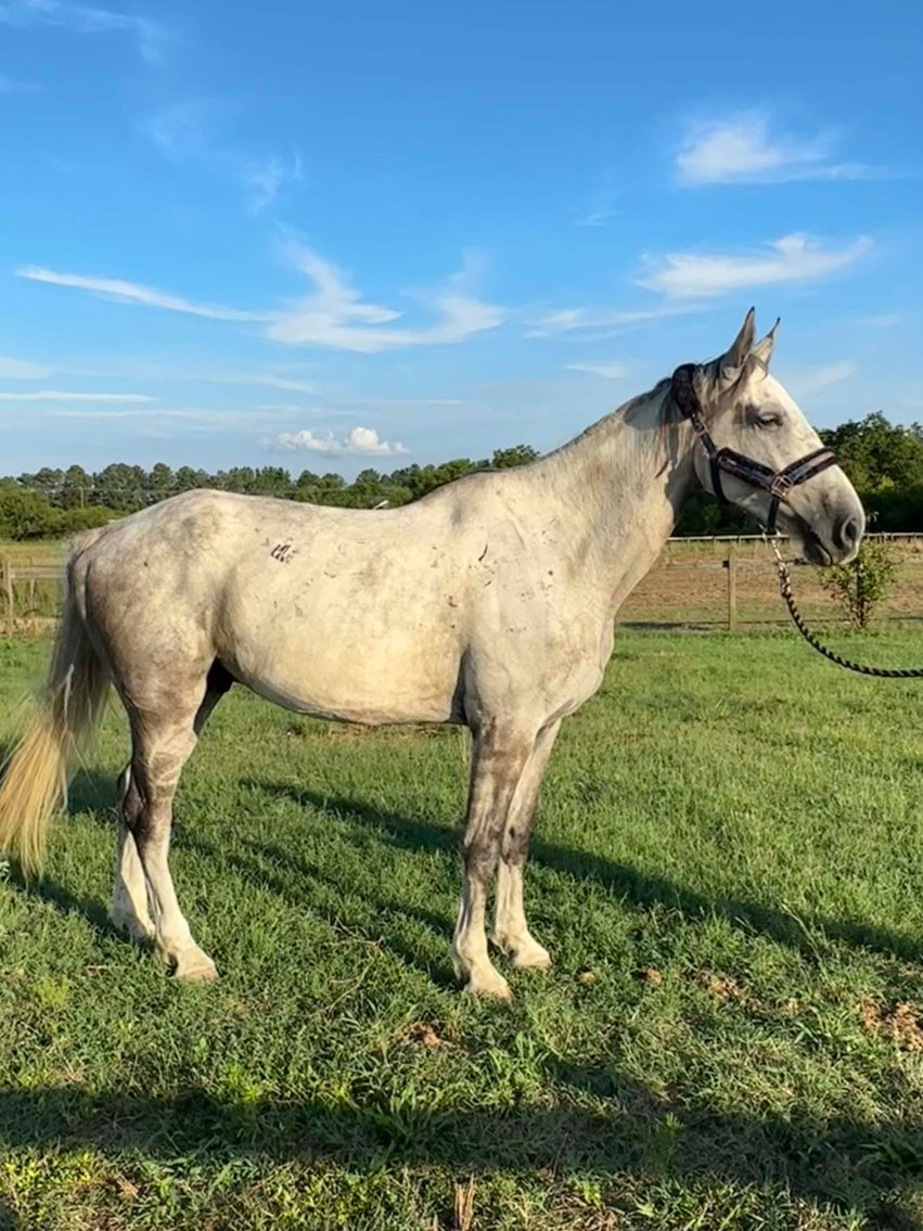 Image for Auction of 7 Horses!