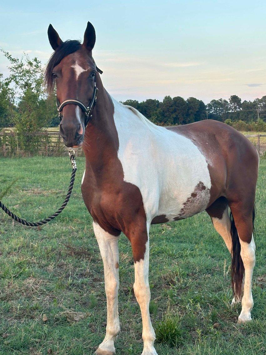 Image for Auction of 7 Horses!