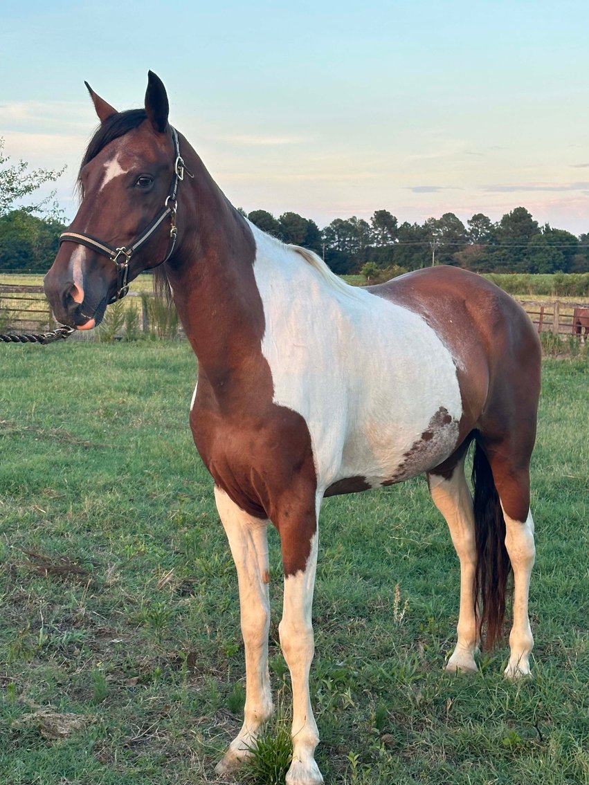 Image for Auction of 7 Horses!