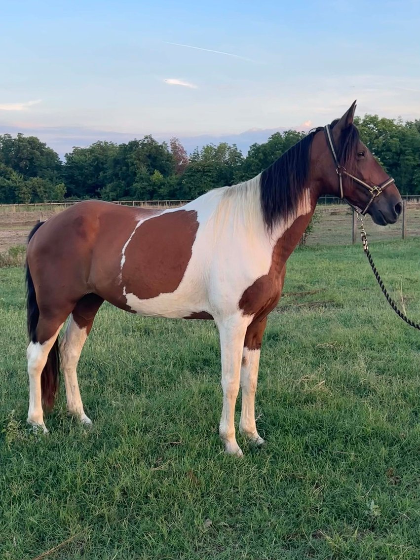 Image for Auction of 7 Horses!