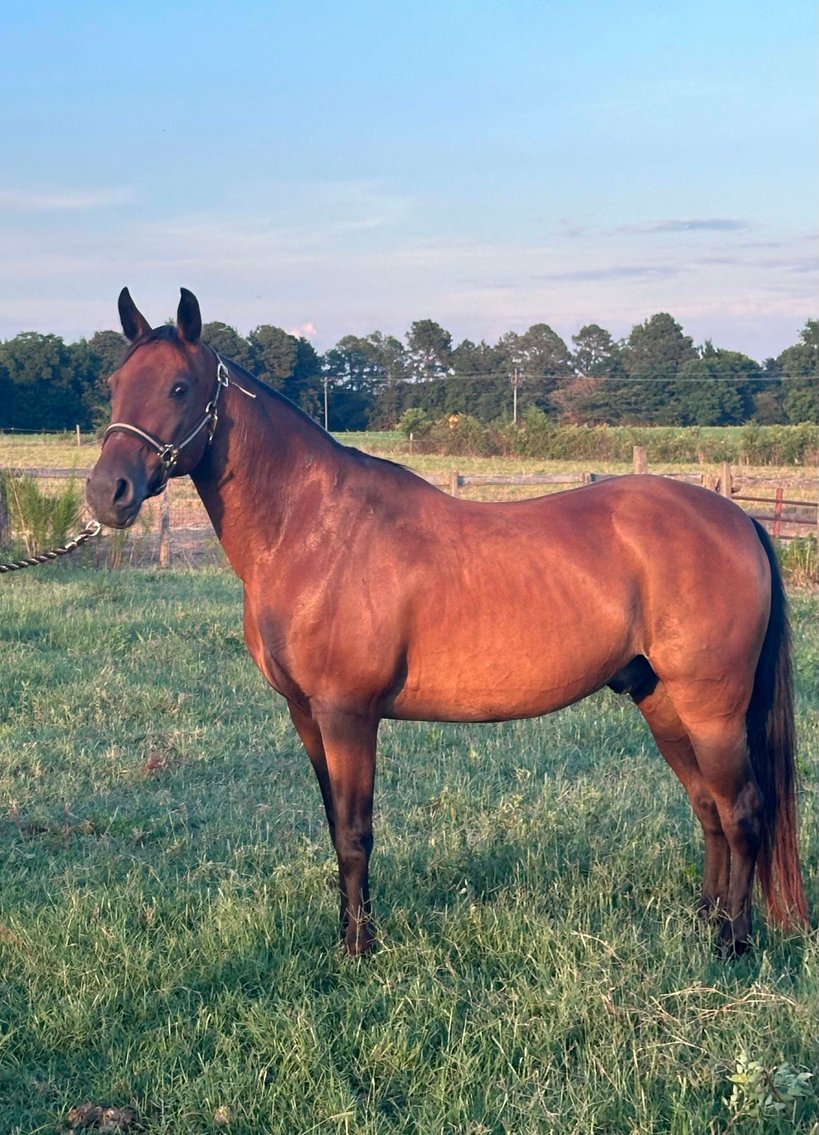 Image for Auction of 7 Horses!