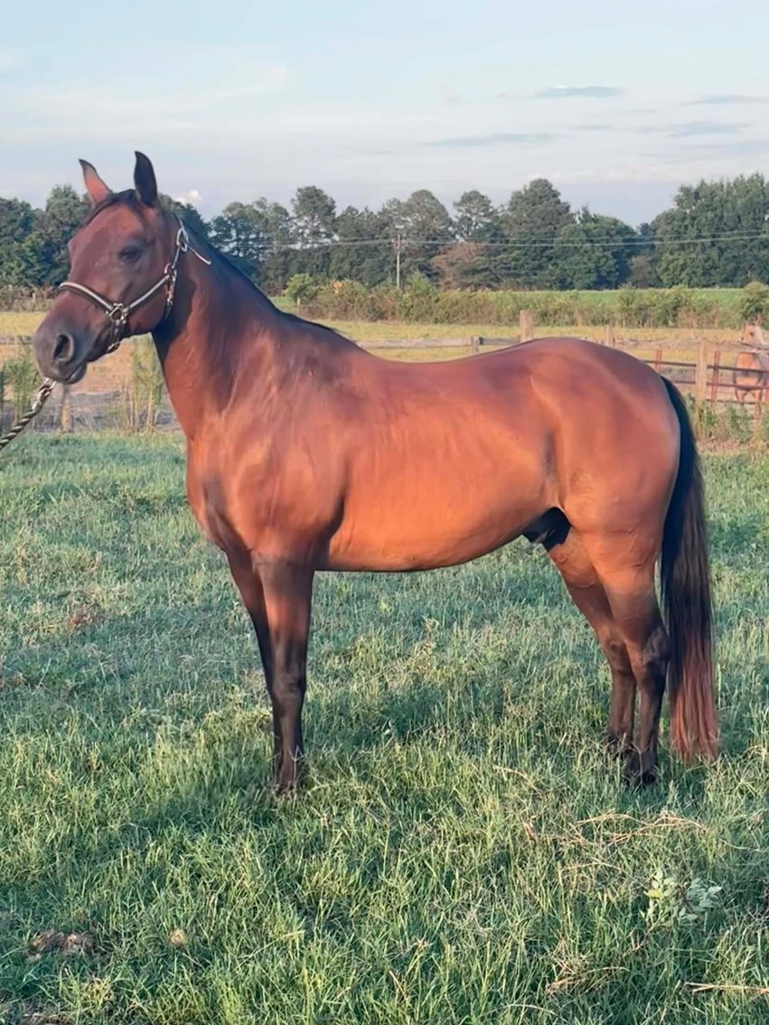 Image for Auction of 7 Horses!