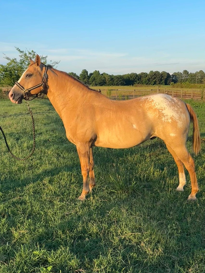 Image for Auction of 7 Horses!