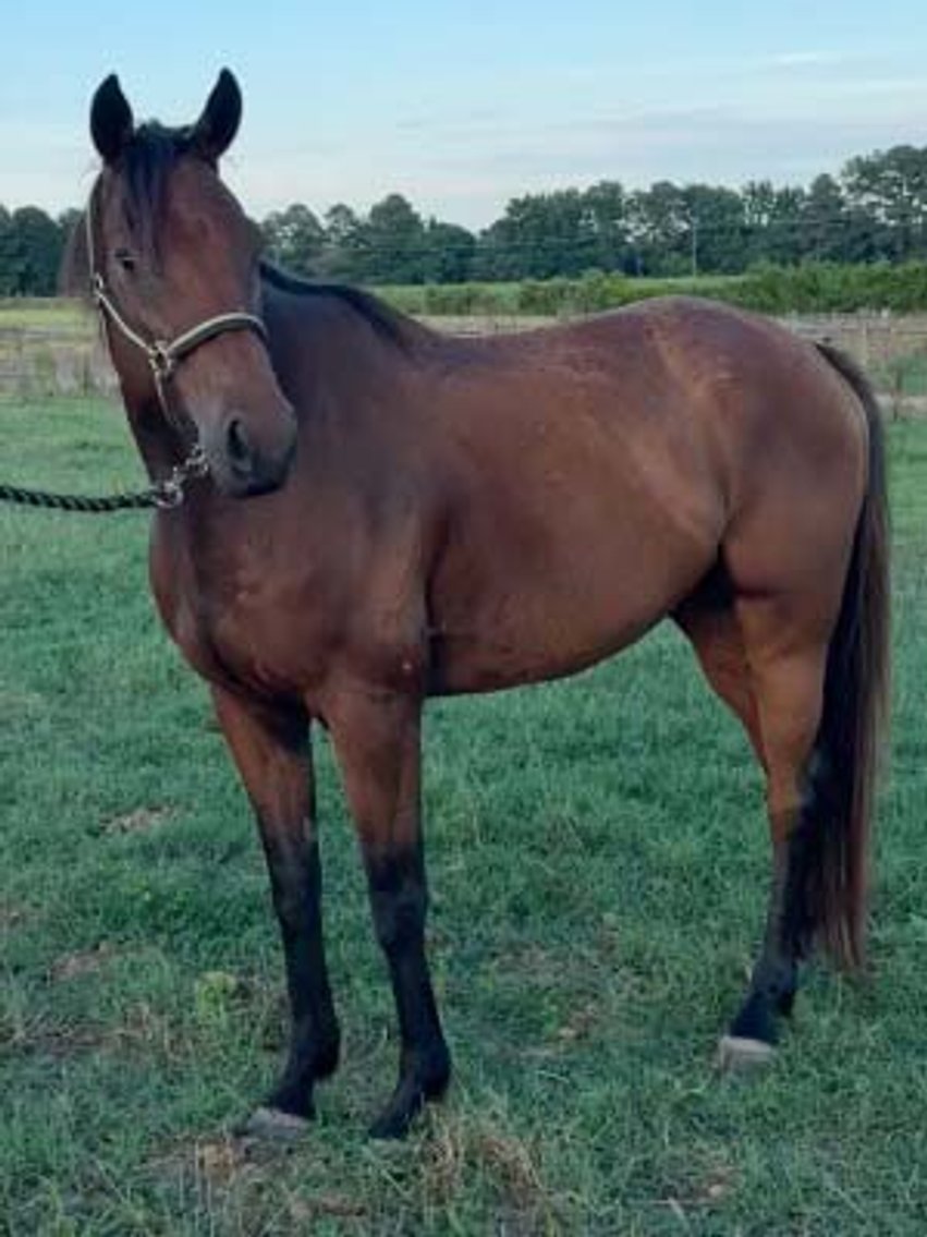 Image for Auction of 7 Horses!