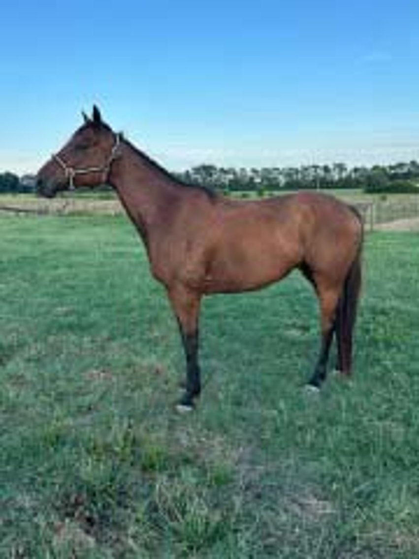 Image for Auction of 7 Horses!