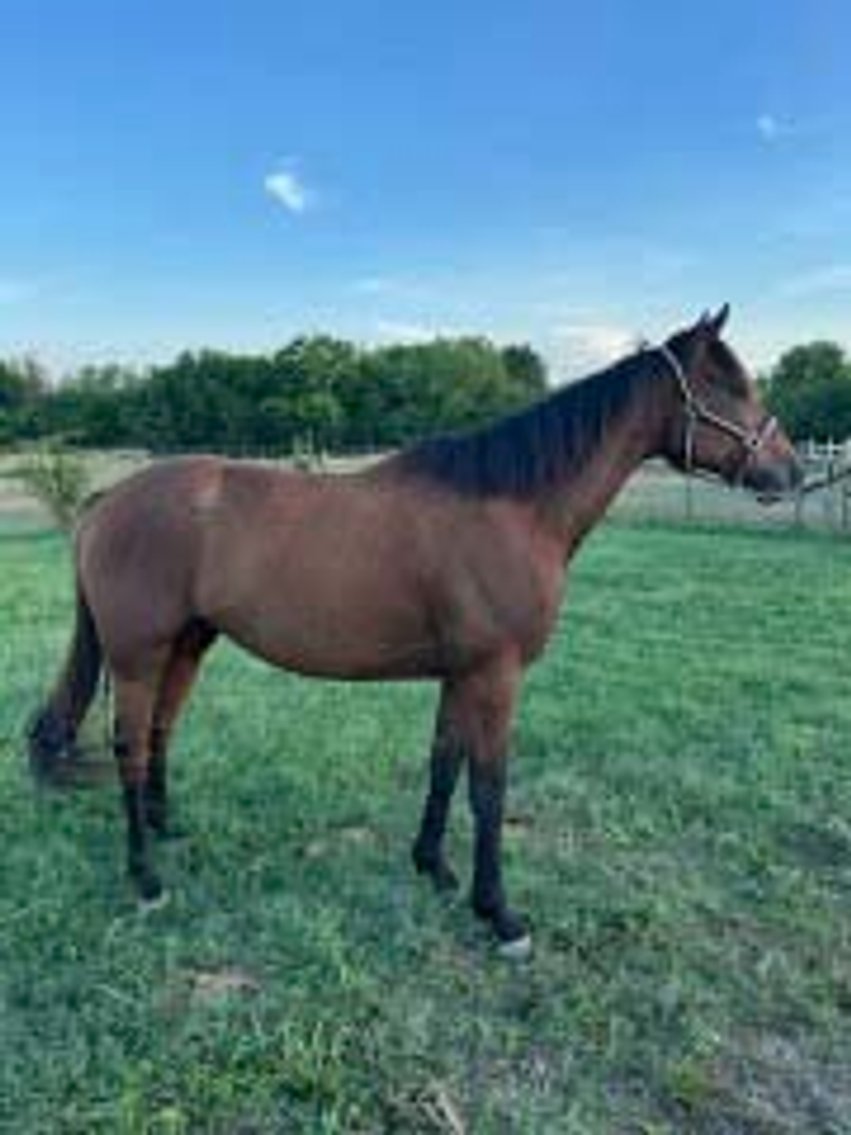 Image for Auction of 7 Horses!