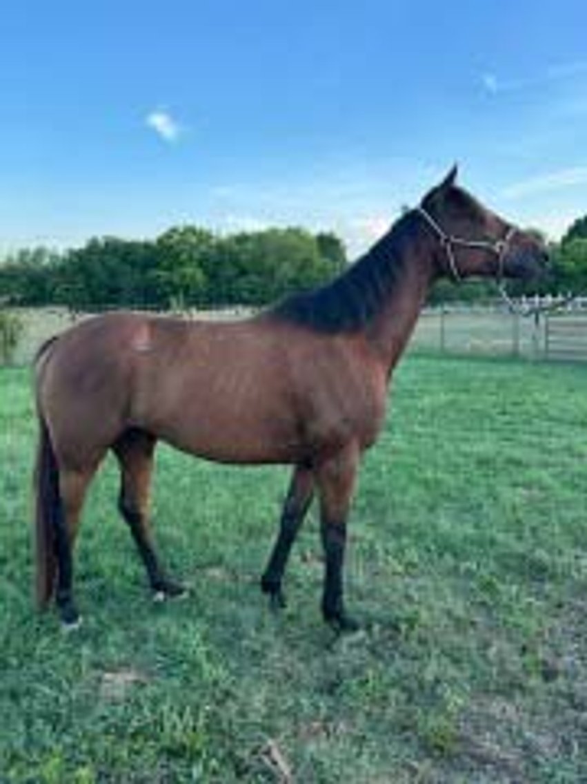 Image for Auction of 7 Horses!