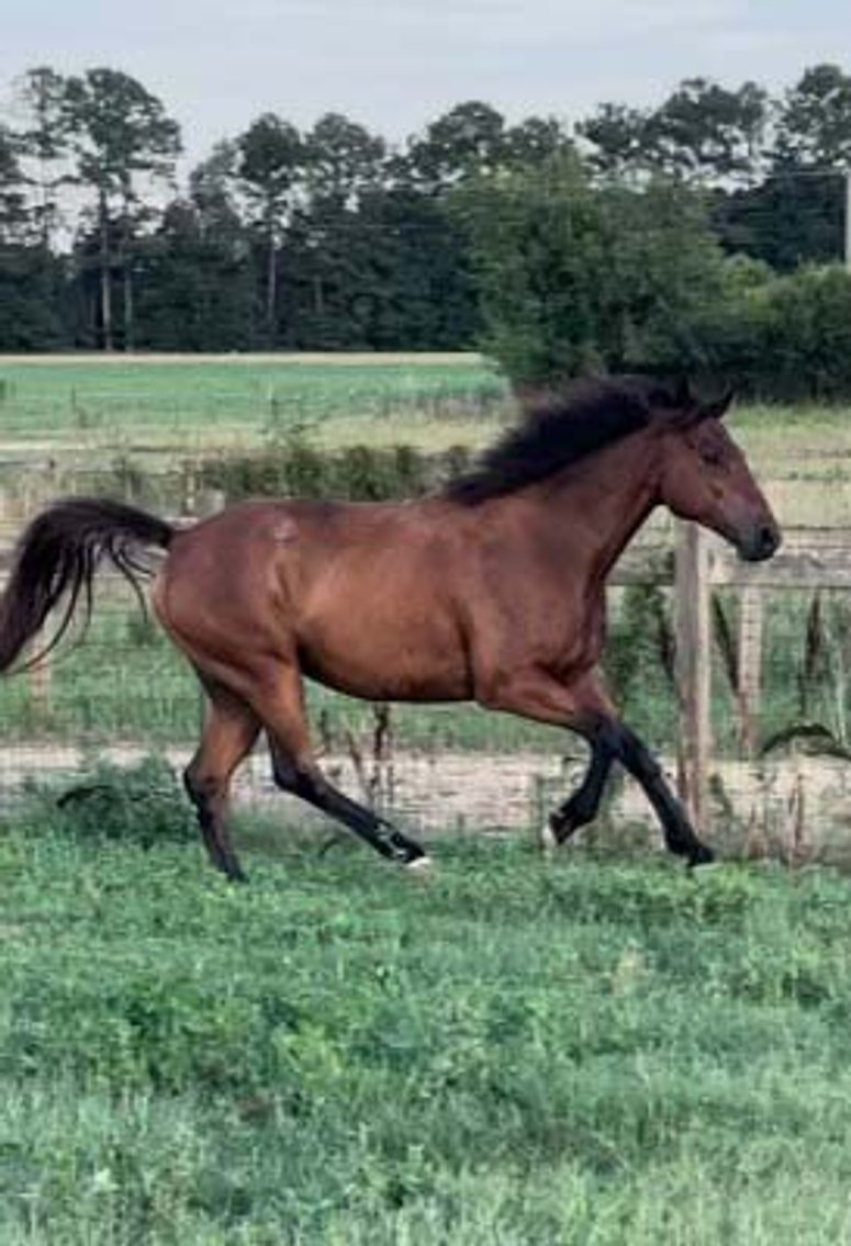 Image for Auction of 7 Horses!