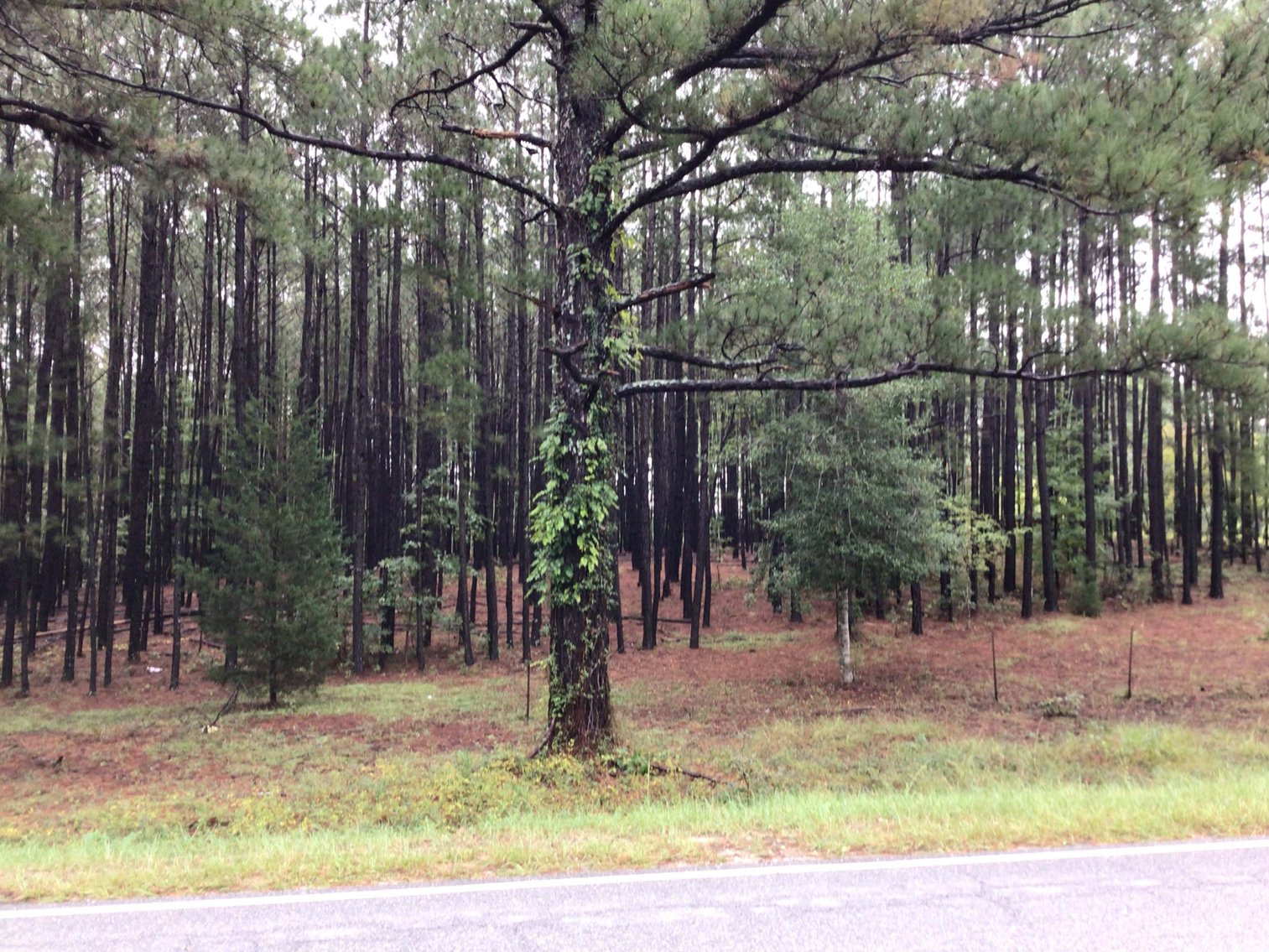 Image for 46+ Acres Divided into 9 tracts, a Super Home with over 2 acres in Harnett County, NC!  Online / Live / Simulcast Auction Held at the JP Headquarters in Angier!
