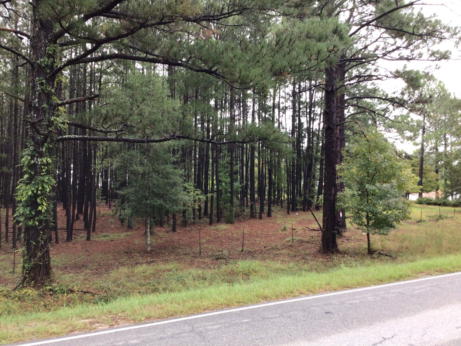 Image for 46+ Acres Divided into 9 tracts, a Super Home with over 2 acres in Harnett County, NC!  Online / Live / Simulcast Auction Held at the JP Headquarters in Angier!