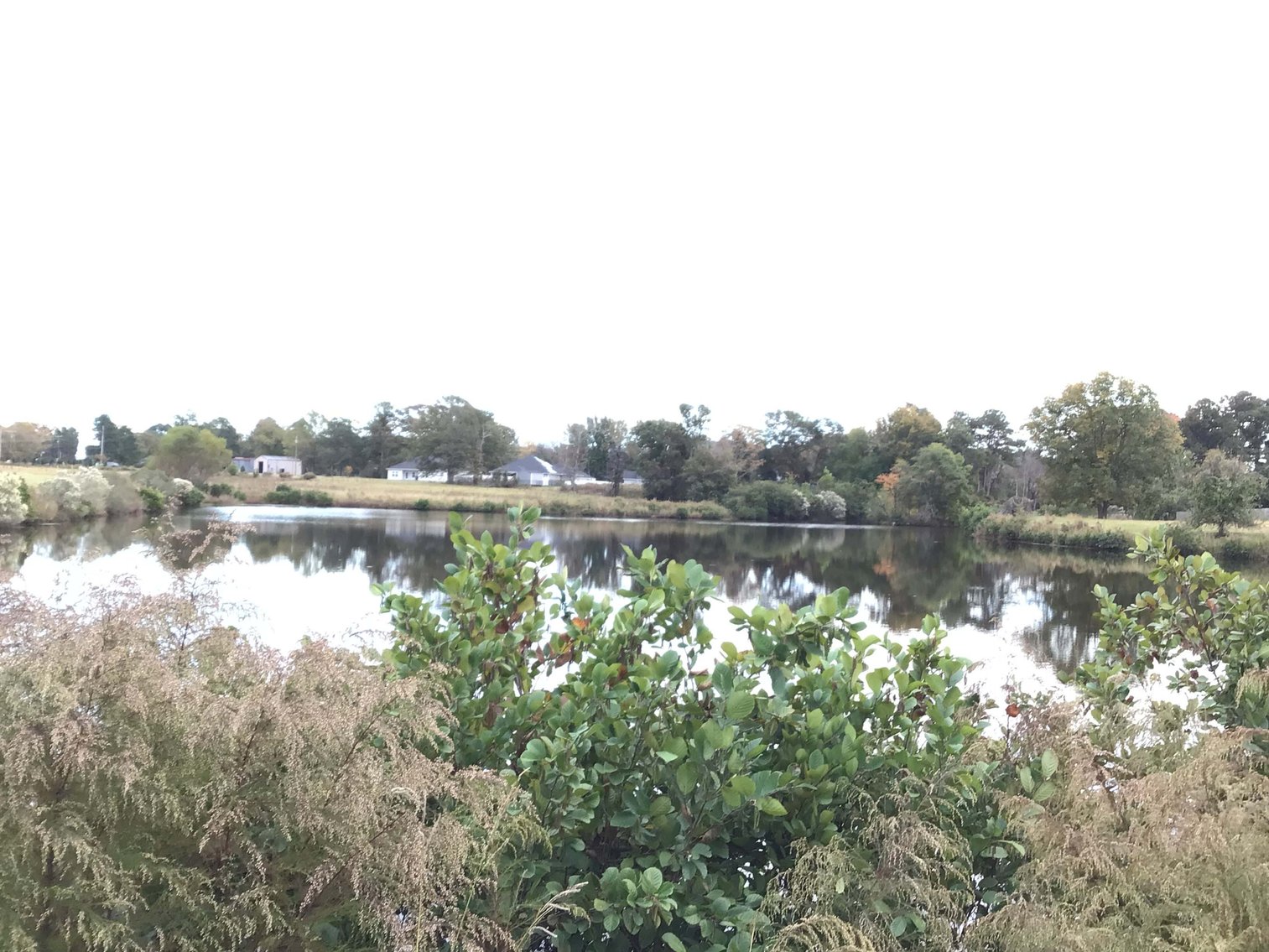 Image for 11.61 Acres in Johnston County with a Pond Selling in a Live / Online / Onsite / Simulcast Auction!