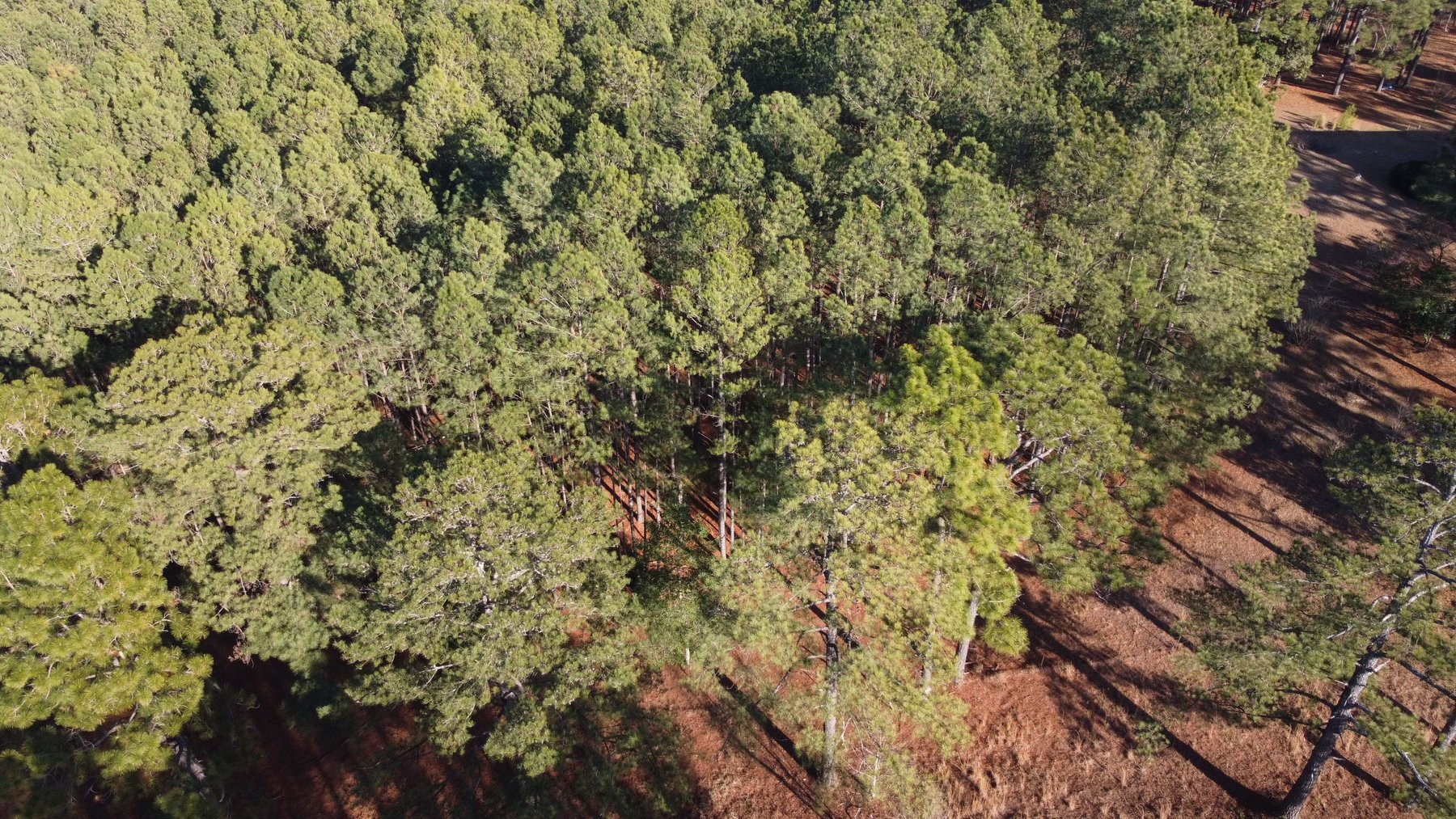 Image for 46+ Acres Divided into 9 tracts, a Super Home with over 2 acres in Harnett County, NC!  Online / Live / Simulcast Auction Held at the JP Headquarters in Angier!