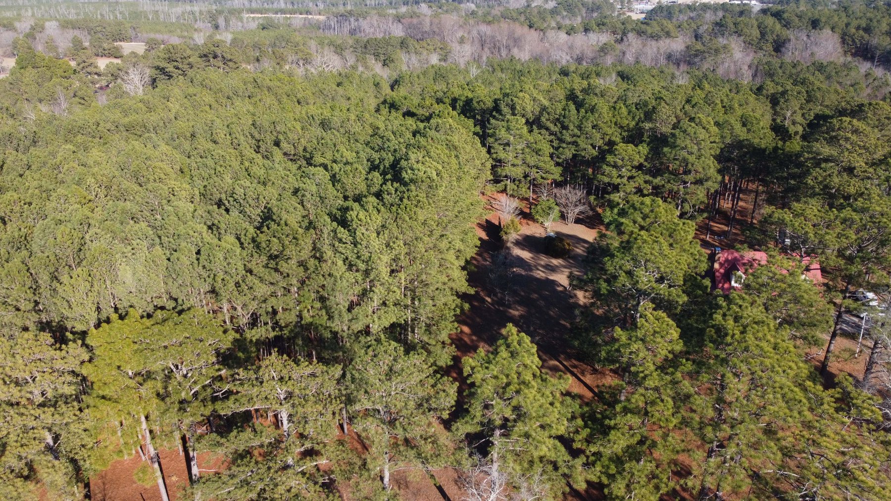 Image for 46+ Acres Divided into 9 tracts, a Super Home with over 2 acres in Harnett County, NC!  Online / Live / Simulcast Auction Held at the JP Headquarters in Angier!