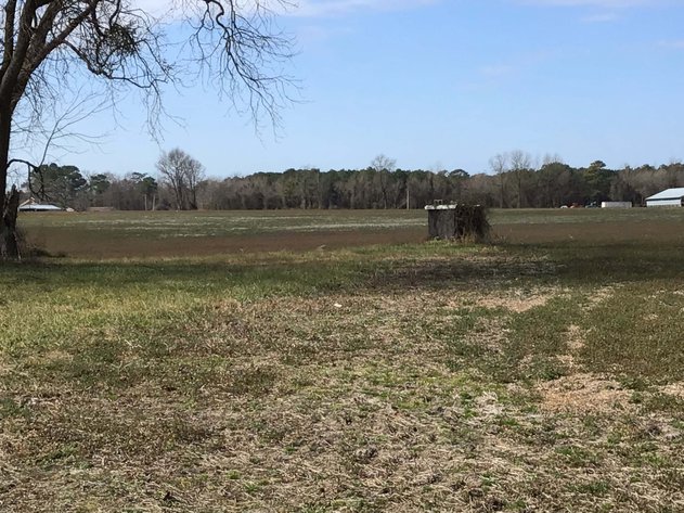 Image for 128 +/- Acres in Duplin County!
