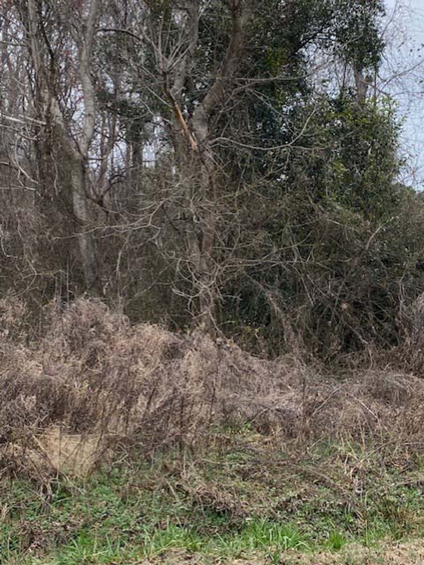 Image for 75+/- Acres in Johnston County Online/Live/Simulcast April Multi-Parcel Auction!