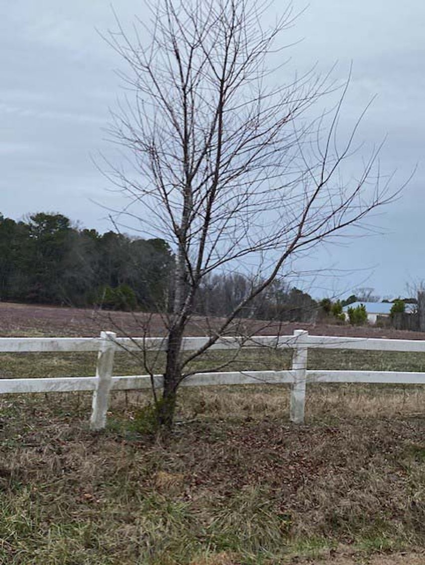 Image for 75+/- Acres in Johnston County Online/Live/Simulcast April Multi-Parcel Auction!